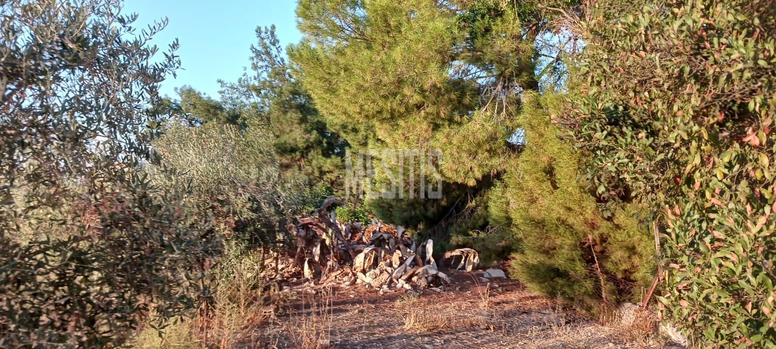 Large 3 Bedroom House For Sale In Platy Aglantzias, Nicosia - Adjacent To Forest Government Land At The Back And Facing A Park #28020-34